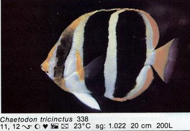 Chaetodon tricinctus